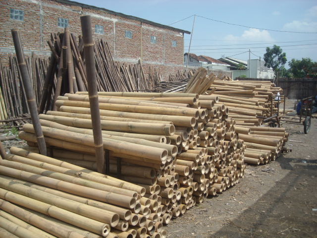 BAMBOO POLES FROM VIETNAM-ms TRACY: +84 564 017 339