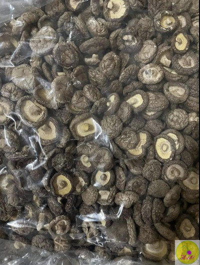 Raw Shiitake Mushroom/ Dried Mushroom from Vietnam with The Best Price Ms. Lily +84 906 927 736