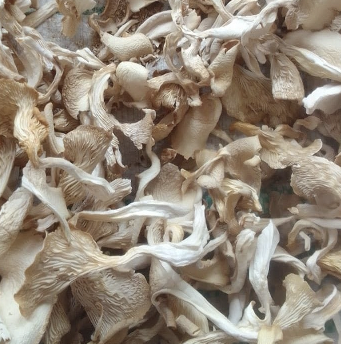 THE BEST PRICE HIGH QUALITY DRIED OYSTER MUSHROOM ABALONE MUSHROOM FROM VIET NAM/MS. LAURA +84 918 509 071