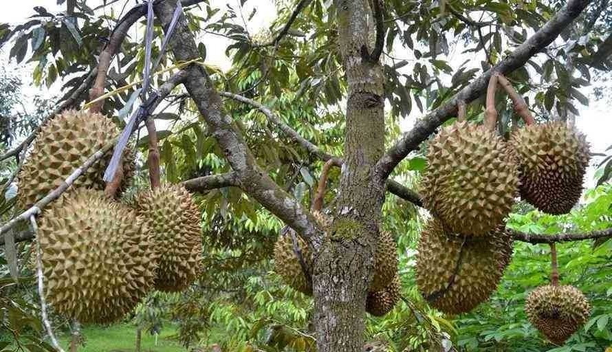 WHOLESALE FRESH DURIAN FROM VIET NAM - Ms. Ann +84 902627804