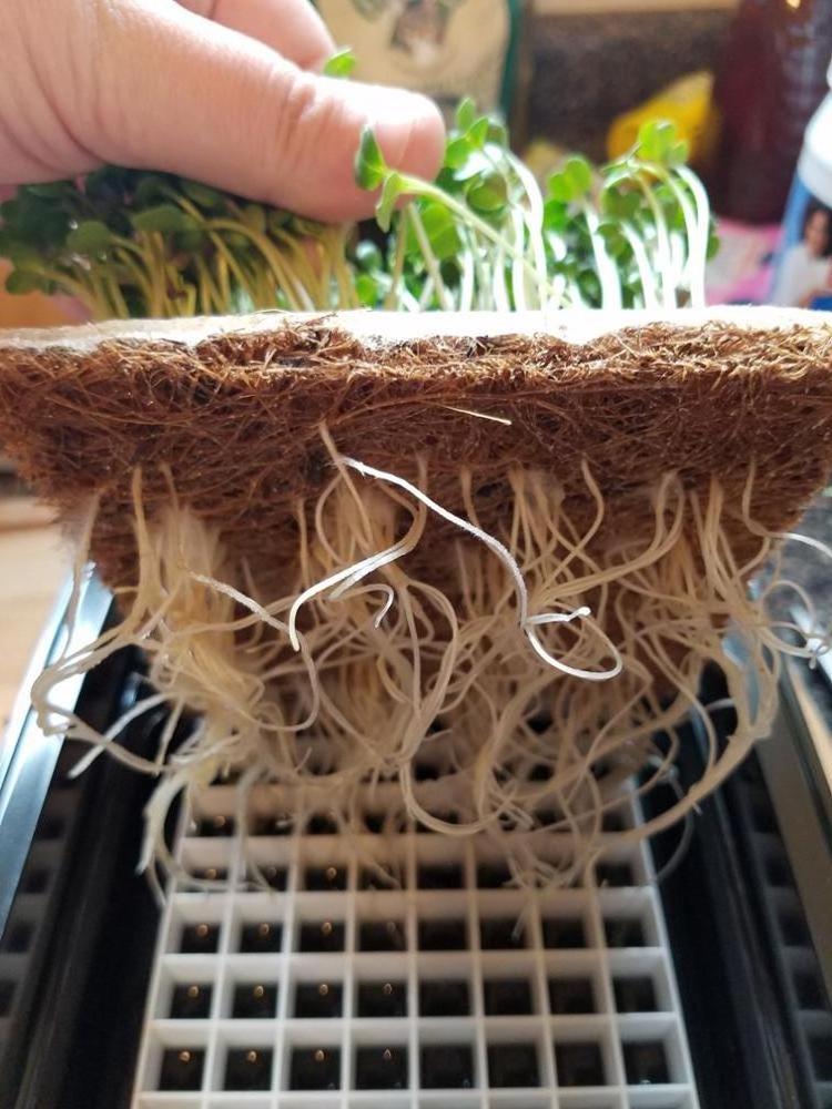 Coconut Coir Mats/ Coco fiber sheets for Microgreen Lily +84 906927736