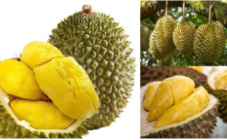 WHOLESALE FRESH DURIAN FROM VIET NAM / Mr. Ethan Vietdelta +84941069457 (Whatsapp)