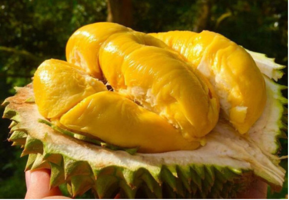 WHOLESALE FRESH DURIAN FROM VIET NAM / Mr. Ethan Vietdelta +84941069457 (Whatsapp)