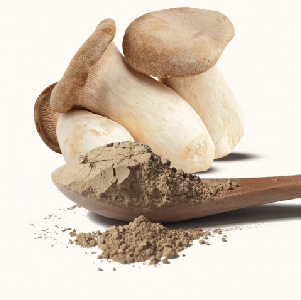 VIET NAM TOP QUALITY OYSTER MUSHROOM POWDER ABALONE MUSHROOM POWDER /MS. LAURA +84 918 509 071