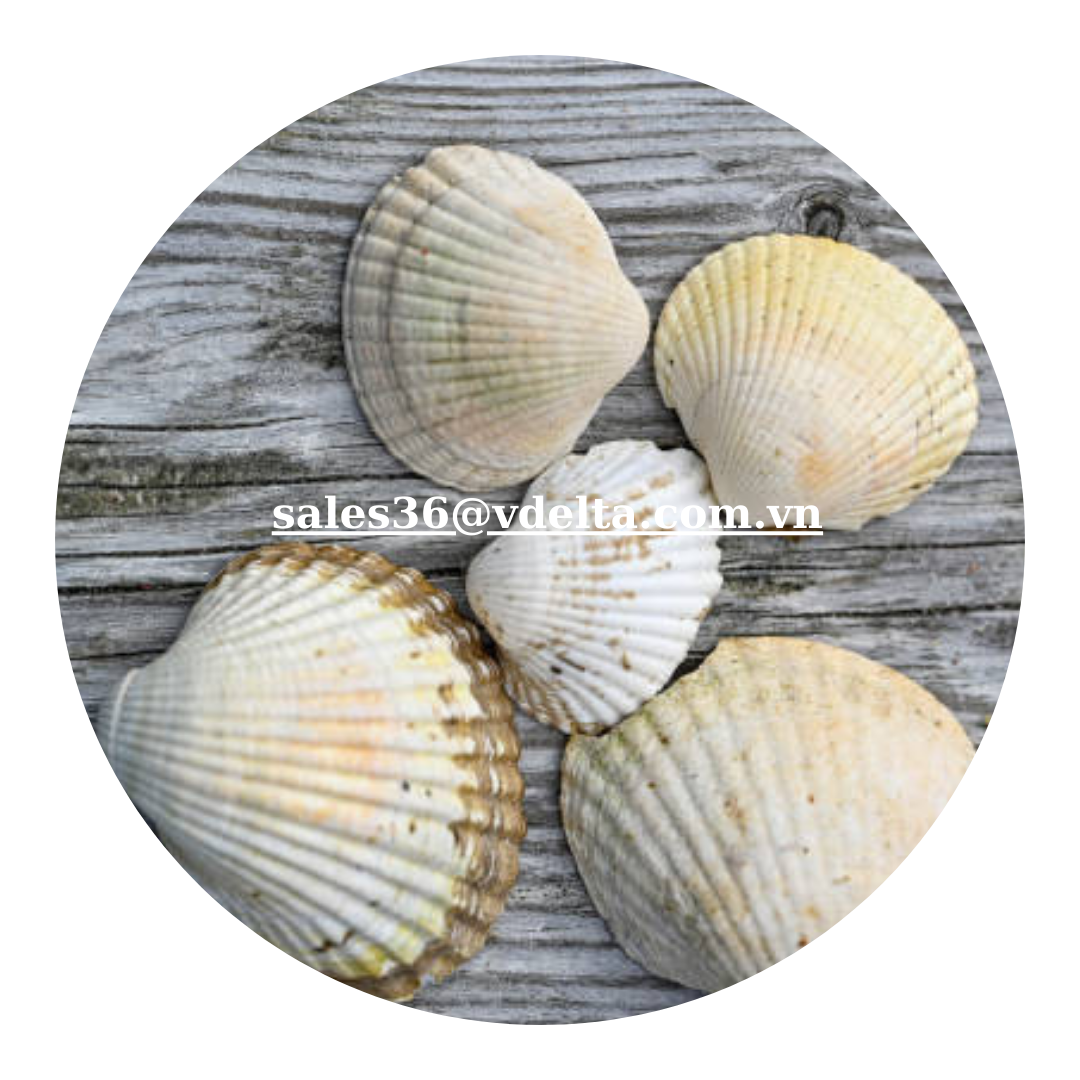 Wholesale Competitive Price Scallop Seashell Export in bulk/ High Quality Natural Scallop Shell /Mr. Kevin +84 968311314