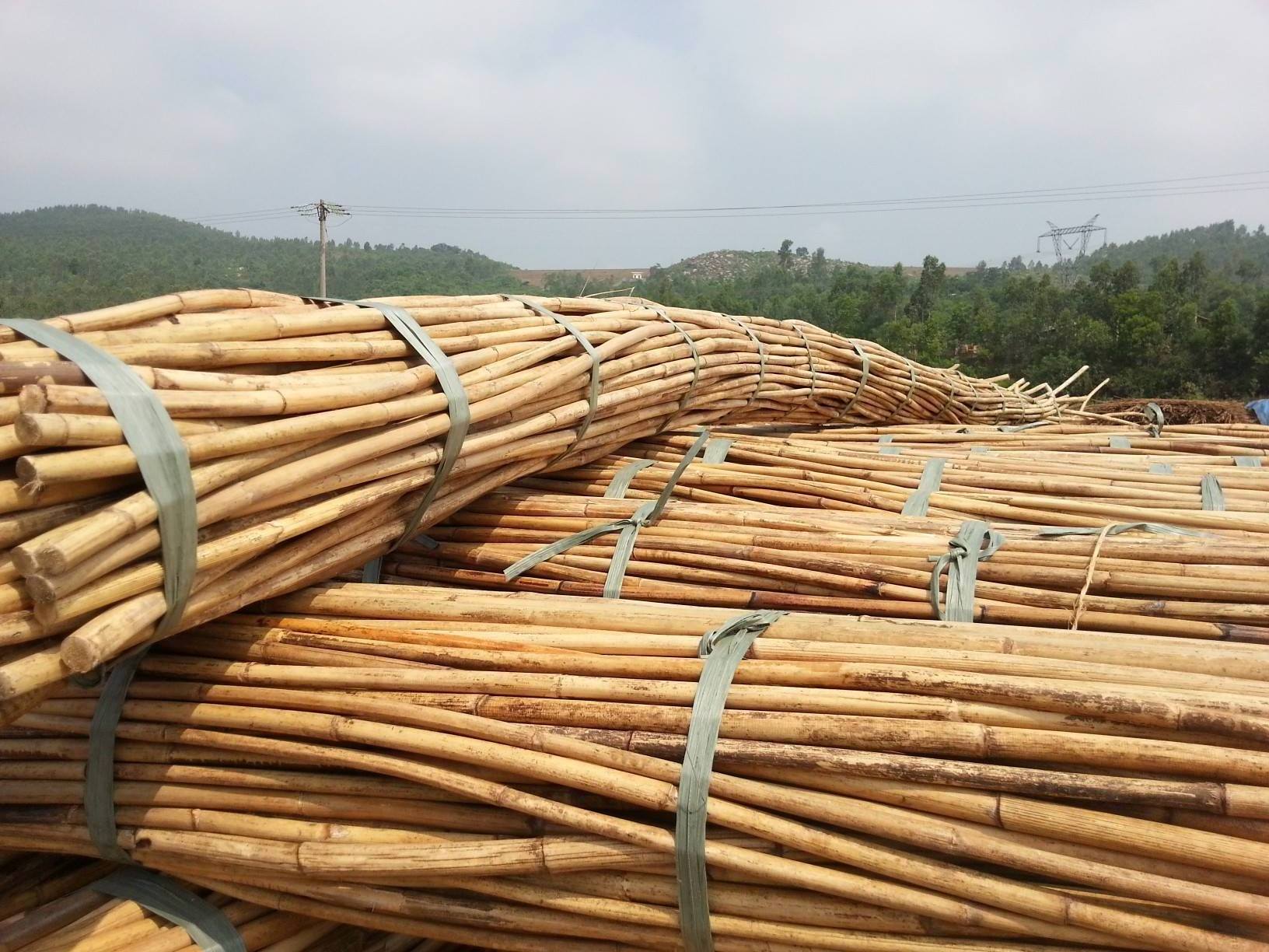 Wholesale Raw Rattan Poles/ Dried Rattan Pole/ Manau Straigh Rattan Cane in Bulk for Export Ms Lily +84 906927736