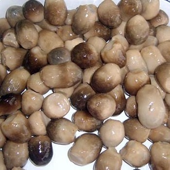 Vietnam best supplier Canned Straw Mushroom in high quality for export Lily +84 906927736