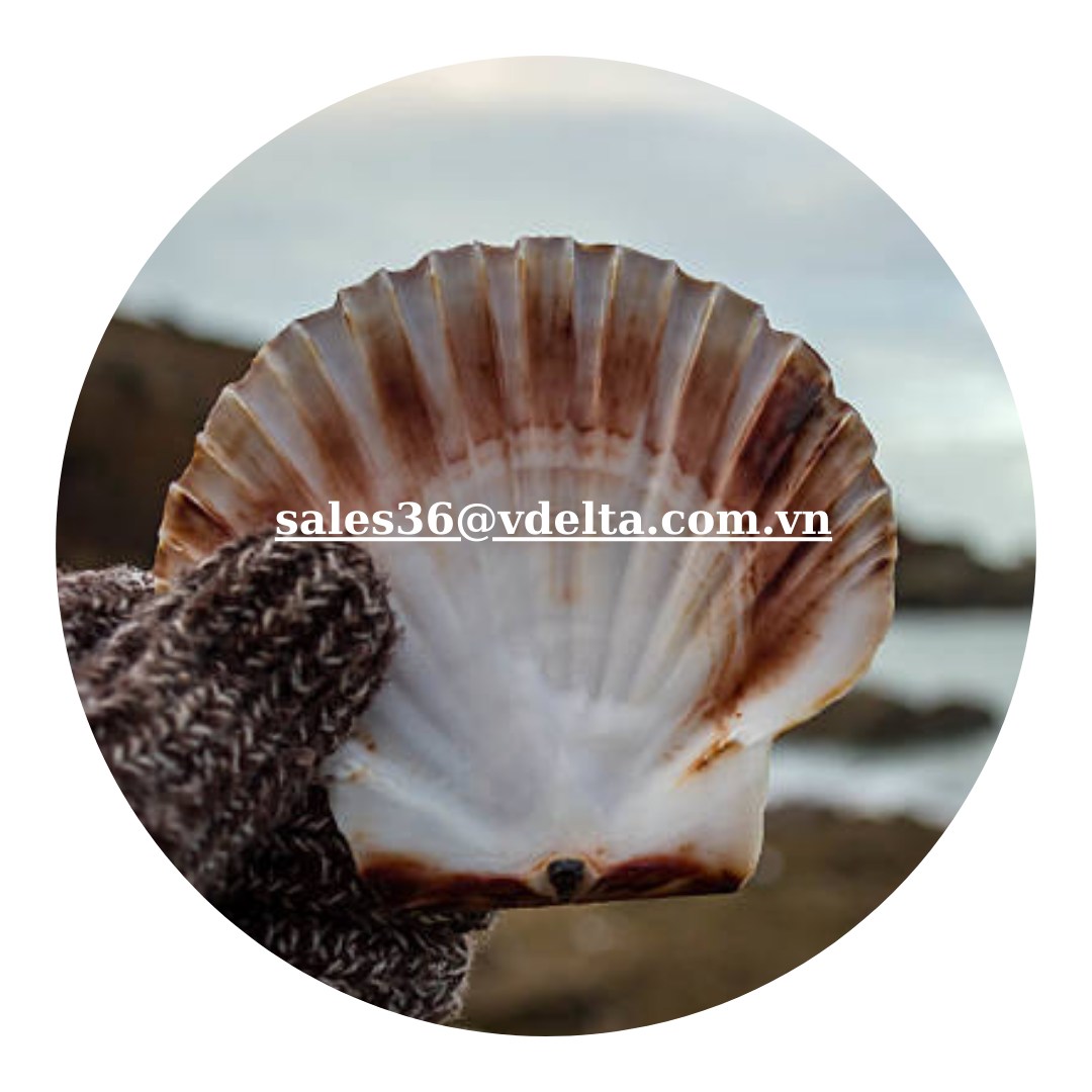 Wholesale Competitive Price Scallop Seashell Export in bulk/ High Quality Natural Scallop Shell /Mr. Kevin +84 968311314