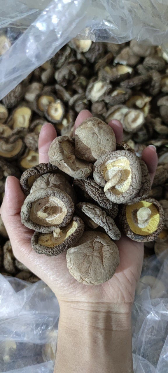 Bulk Dried VietNam Shiitake Mushroom for cook large quantity export/ Cultivated Edible Fungus - Ms.Shyn Tran +8438208910