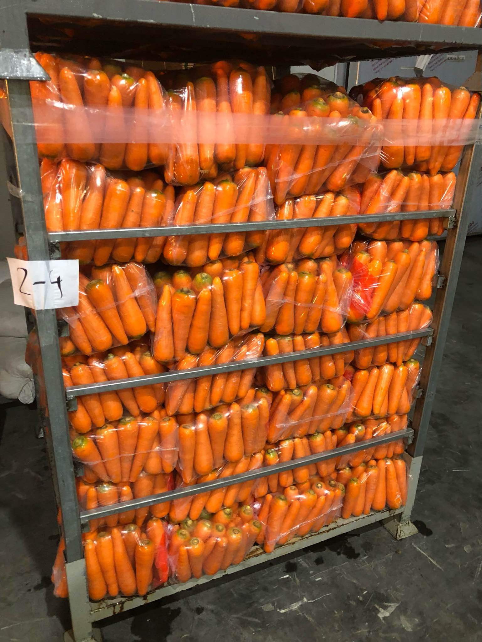 FRESH CARROT READY TO EXPORT