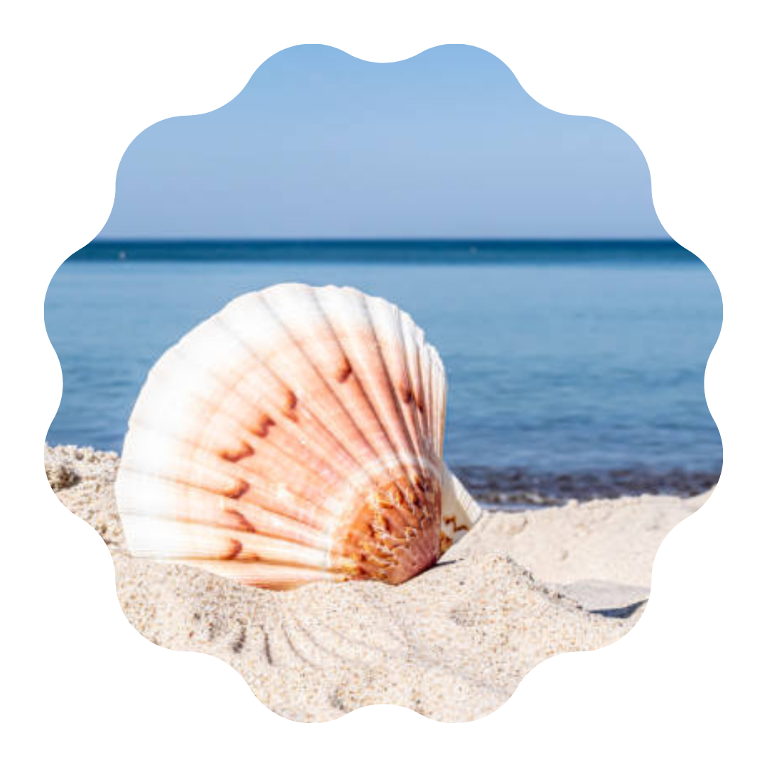 Wholesale Competitive Price Scallop Seashell Export in bulk/ High Quality Natural Scallop Shell /Mr. Kevin +84 968311314