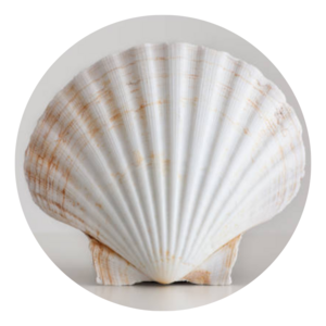 Wholesale Competitive Price Scallop Seashell Export in bulk/ High Quality Natural Scallop Shell /Mr. Kevin +84 968311314