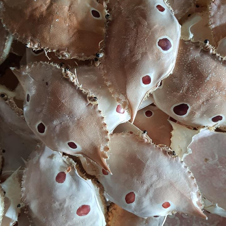 Wholesale Dried Crab Shell For Art Food Decoration and Animal Feed With Best Quality And Good Price From Vietnam - Ms. ANn