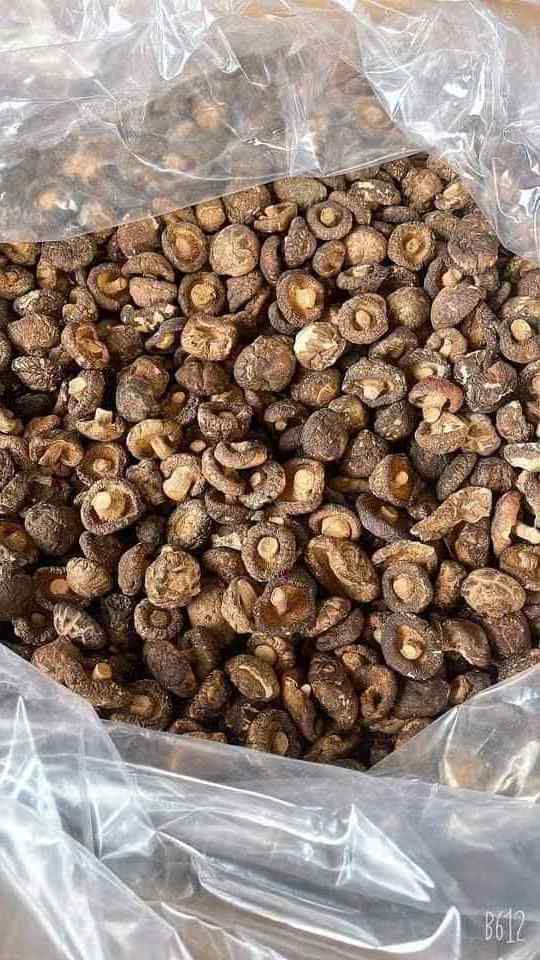 Raw Shiitake Mushroom/ Dried Mushroom from Vietnam with The Best Price Ms. Lily +84 906 927 736