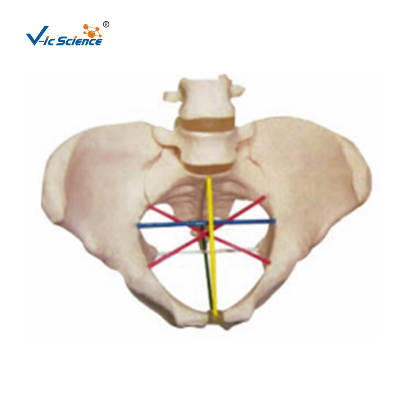 Pelvic measurement female pelvis model with fetal skull acls training manikin