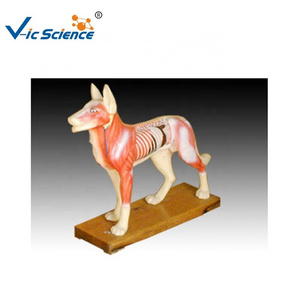 Dog Acupuncture Model anatomy 3d model anatomical model