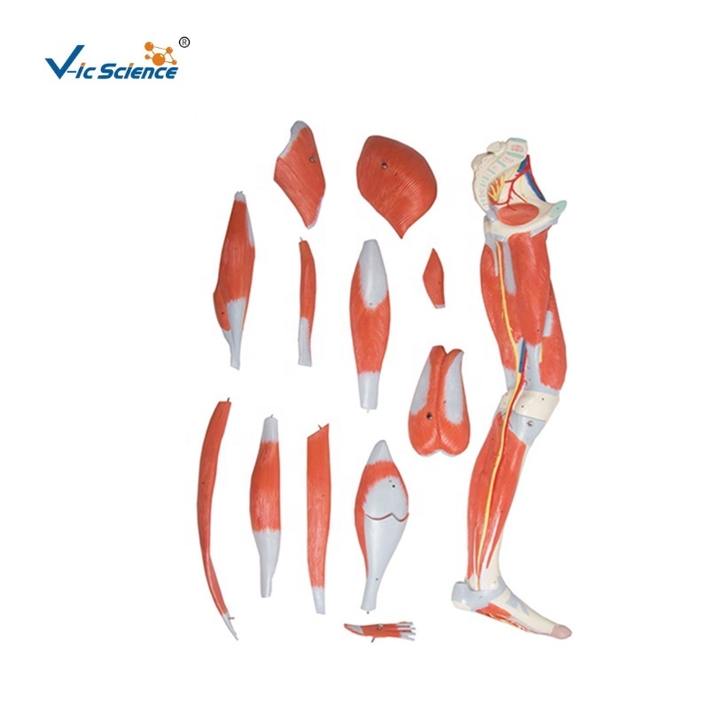 Muscles of the Human Leg 13 Parts anatomy muscle model female human muscle anatomy model