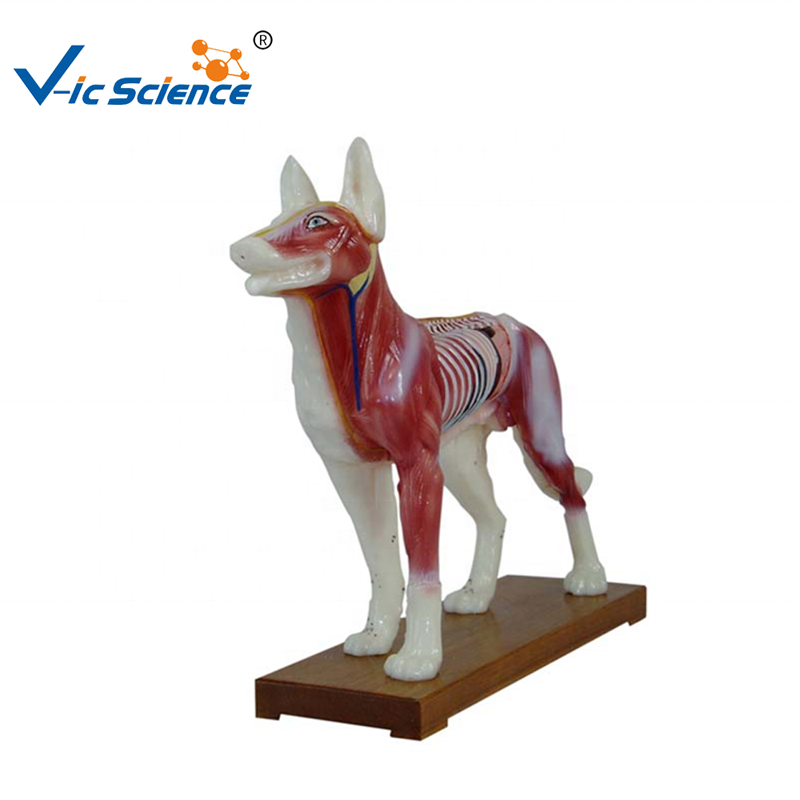 Dog Acupuncture Model anatomy 3d model anatomical model