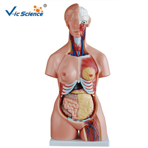 medical science Cheap biology laboratory plastic torso and stand mannequin human torso model medical anatomical model