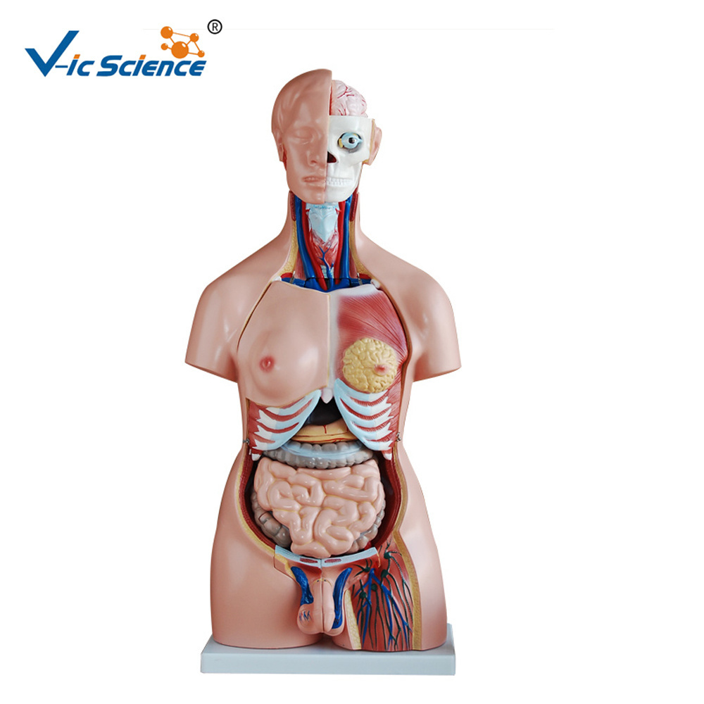 medical science human torso model/anatomical baby model medical anatomical model