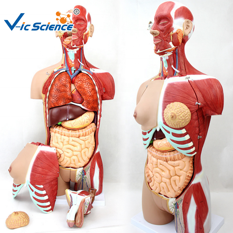 medical science 85cm 17 Parts Double Sex Human Torso Body Human Muscle Anatomical Torso Model medical anatomical model