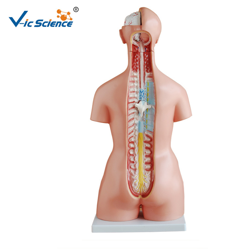 medical science Cheap biology laboratory plastic torso and stand mannequin human torso model medical anatomical model