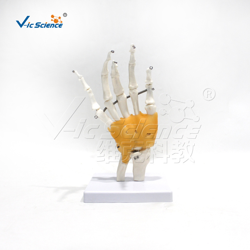 life size skeleton skeleton learning model functional hand joint