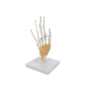 skeleton model teaching skeleton human Functional Hand Joint joint model