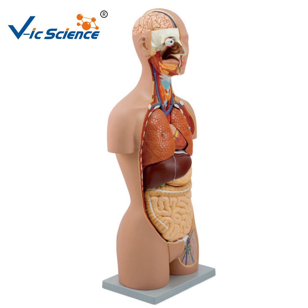 medical science human torso model/anatomical baby model medical anatomical model