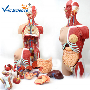 medical science 85cm 17 Parts Double Sex Human Torso Body Human Muscle Anatomical Torso Model medical anatomical model