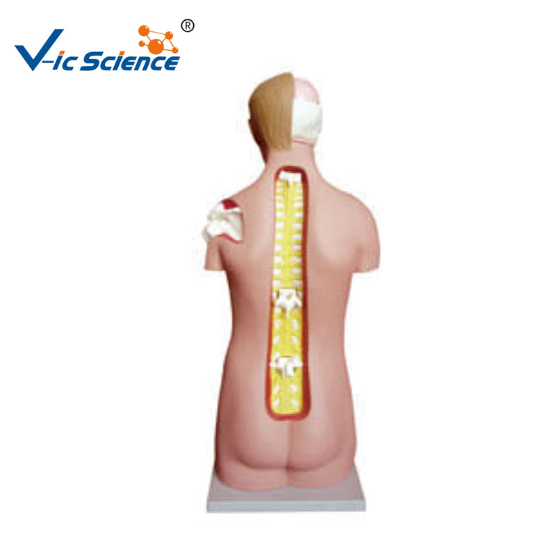 human unisex torso model unisex torso with head back and shoulder medical anatomical model