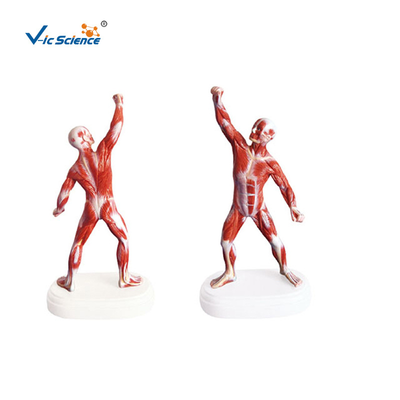 Mini Muscular Figure human muscle anatomy model plastic human muscle anatomy model