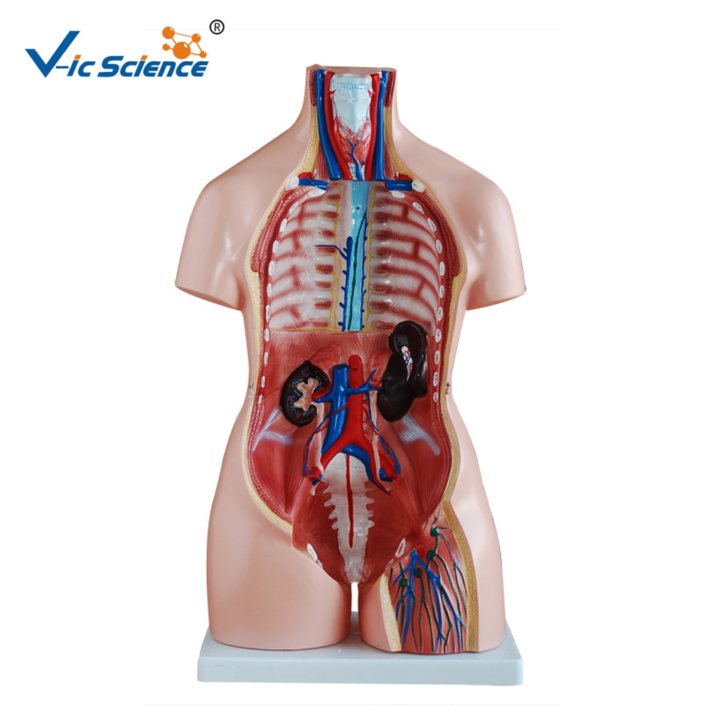 medical science human torso model/anatomical baby model medical anatomical model