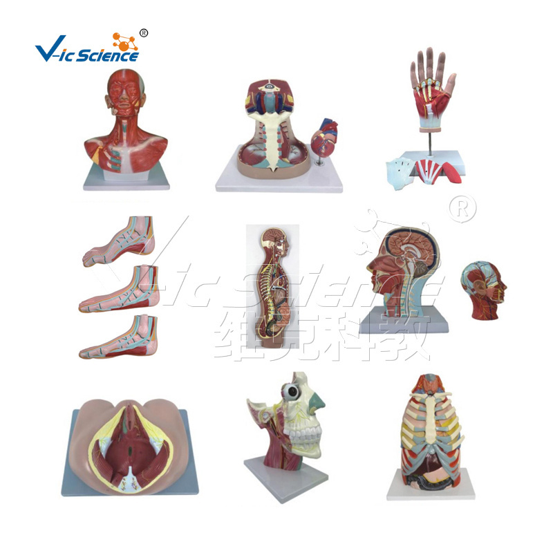 Mini Muscular Figure human muscle anatomy model plastic human muscle anatomy model