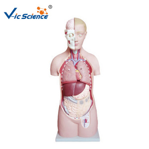 human unisex torso model unisex torso with head back and shoulder medical anatomical model