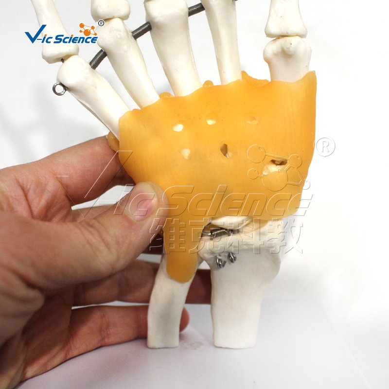 life size skeleton skeleton learning model functional hand joint