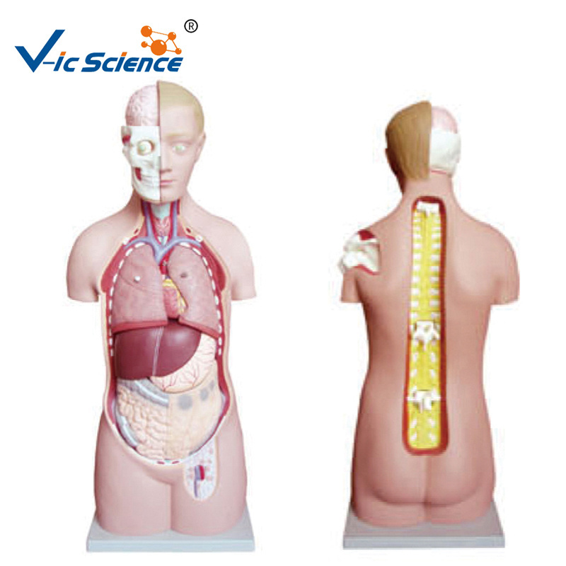 human unisex torso model unisex torso with head back and shoulder medical anatomical model