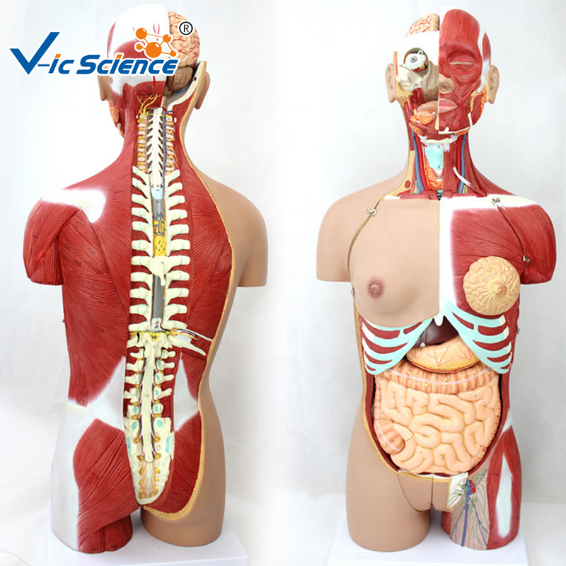 medical science 85cm 17 Parts Double Sex Human Torso Body Human Muscle Anatomical Torso Model medical anatomical model