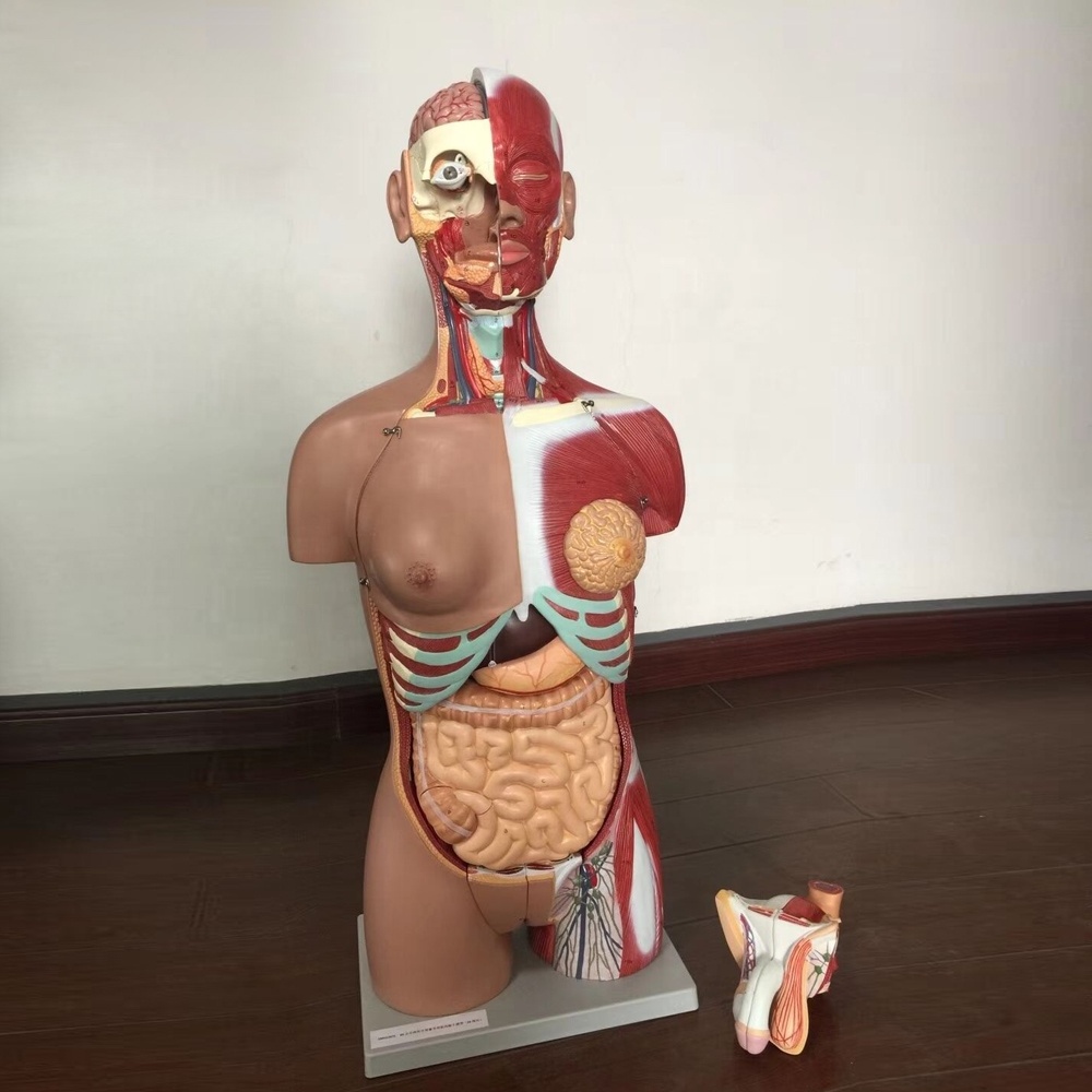 medical science 85cm 17 Parts Double Sex Human Torso Body Human Muscle Anatomical Torso Model medical anatomical model