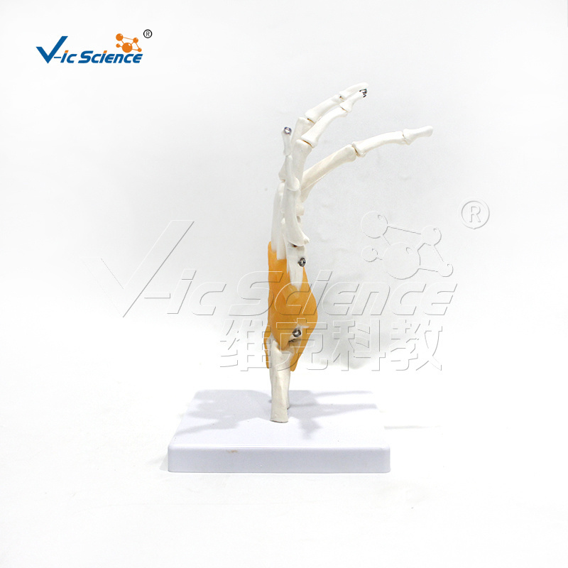 life size skeleton skeleton learning model functional hand joint