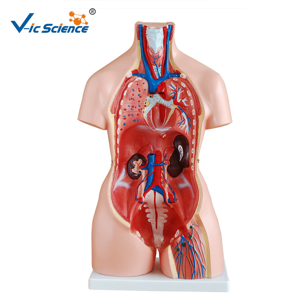 medical science Cheap biology laboratory plastic torso and stand mannequin human torso model medical anatomical model