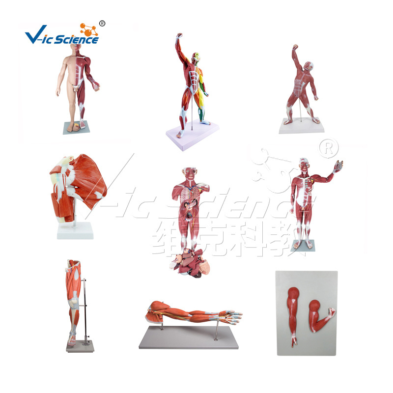 Mini Muscular Figure human muscle anatomy model plastic human muscle anatomy model