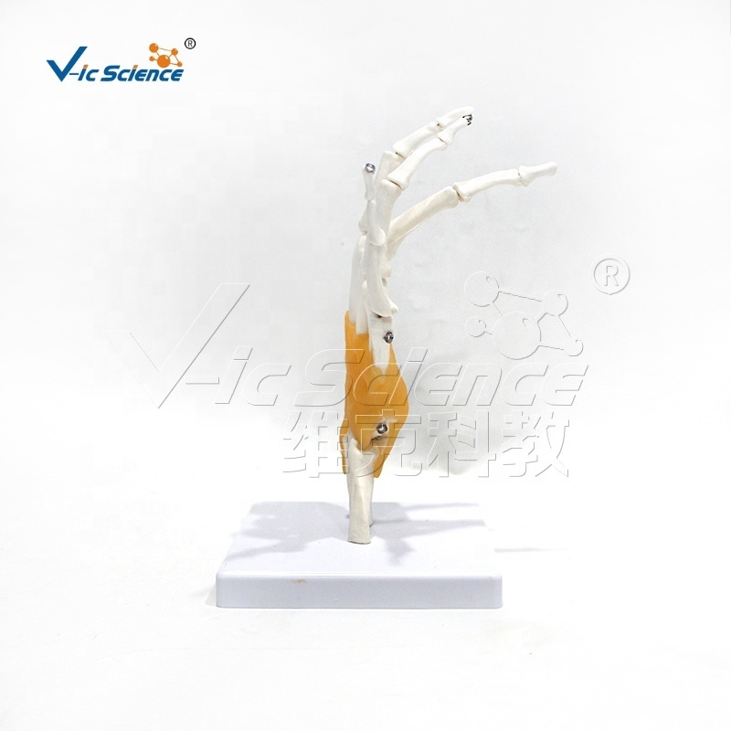 skeleton model teaching skeleton human Functional Hand Joint joint model