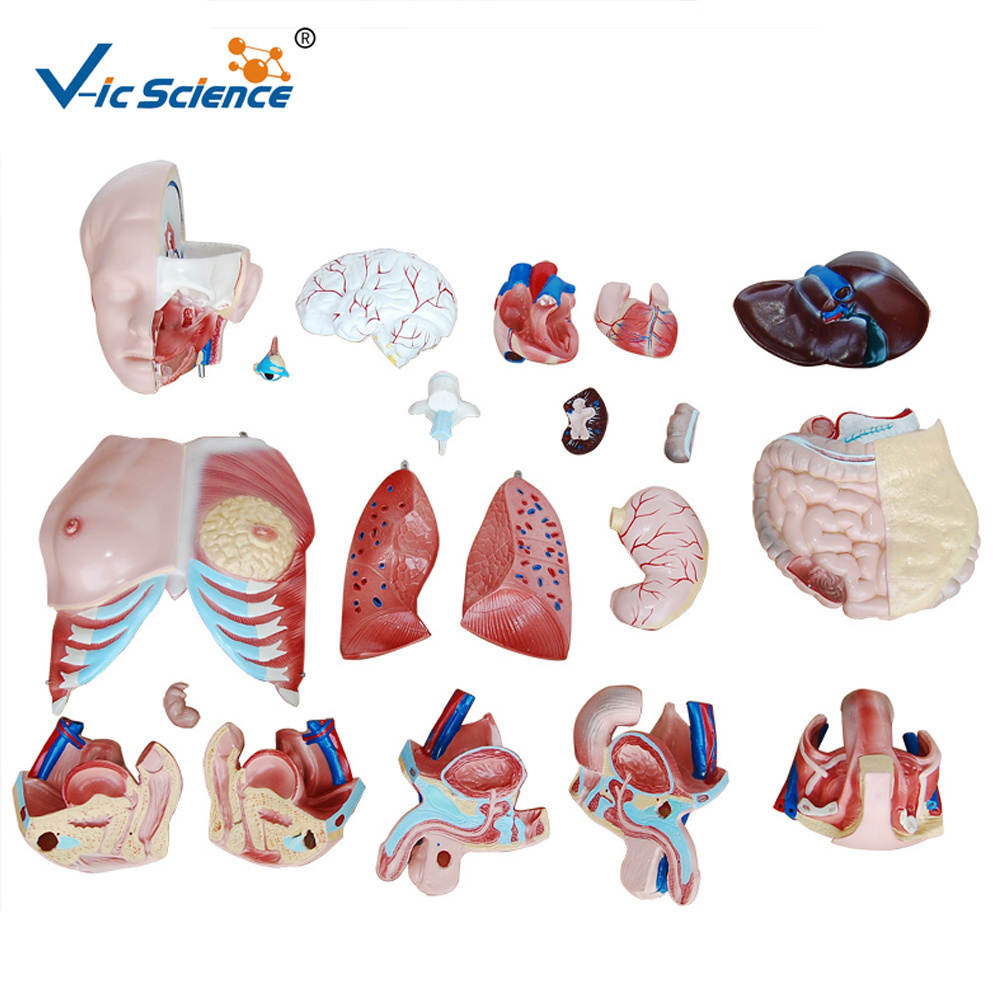 medical science Cheap biology laboratory plastic torso and stand mannequin human torso model medical anatomical model