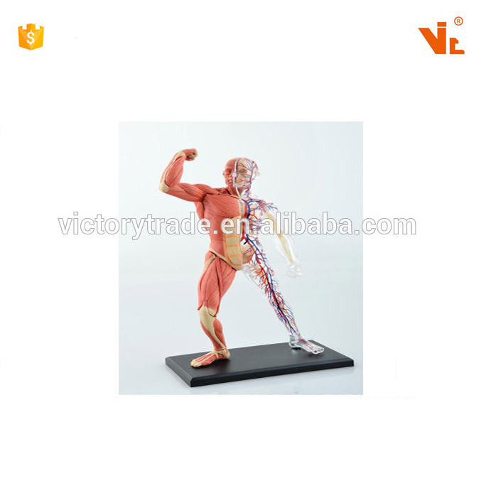 V-HM03 4D MASTER Human body tissue anatomy model - skeletal muscle and nerve assembly