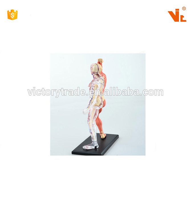 V-HM03 4D MASTER Human body tissue anatomy model - skeletal muscle and nerve assembly