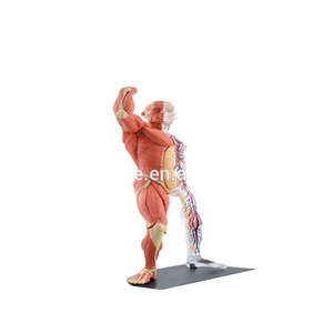 V-HM03 4D MASTER Human body tissue anatomy model - skeletal muscle and nerve assembly