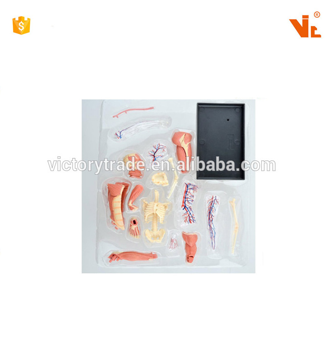 V-HM03 4D MASTER Human body tissue anatomy model - skeletal muscle and nerve assembly