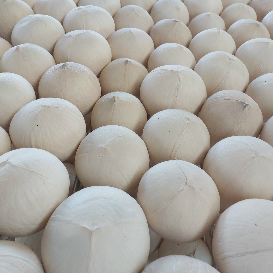 SIAMESE COCONUT_FROZEN SIAMESE FRESH COCONUT FROM BENTRE SUMMER HOT SALE 2022 WITH THE COMPETITIVE PRICE