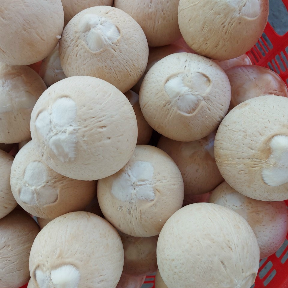 FRESH SIAMESE COCONUT_FROZEN SIAMESE COCONUT FROM BENTRE SUMMER HOT SALE 2022 WITH THE COMPETITIVE PRICE